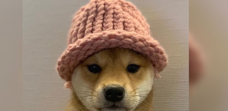 Solana Nears $100 as Meme Coin Frenzy Continues to Drive Rally