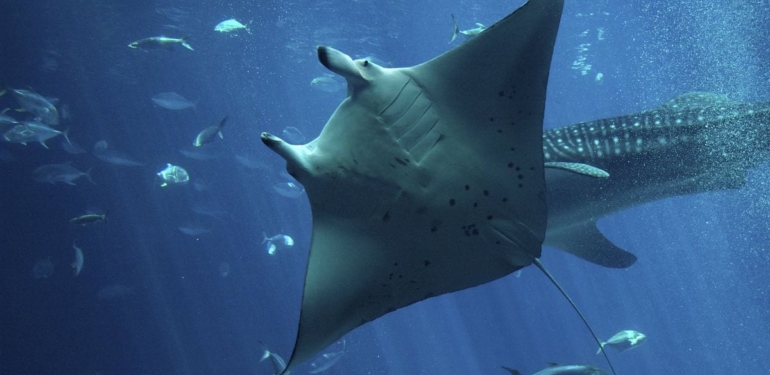 Manta Network Hit by DDoS Attack Day After Token Issuance