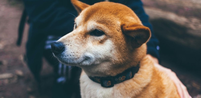 Floki Developers Look to Improve Token Fundamentals With New Trading Bot