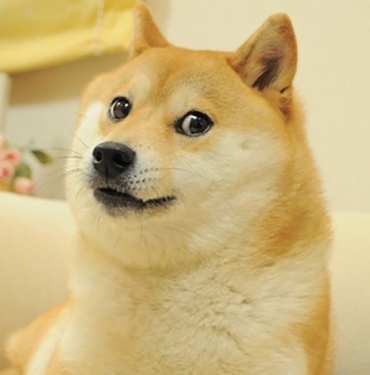 kabosu-dog-who-inspired-dogecoin-and-shiba-inu-is-no-more-EU9DEa1F.jpg