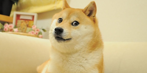 Kabosu, Dog Who Inspired Dogecoin And Shiba Inu, Is No More